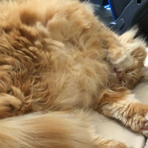 Meet your Posher, Cole